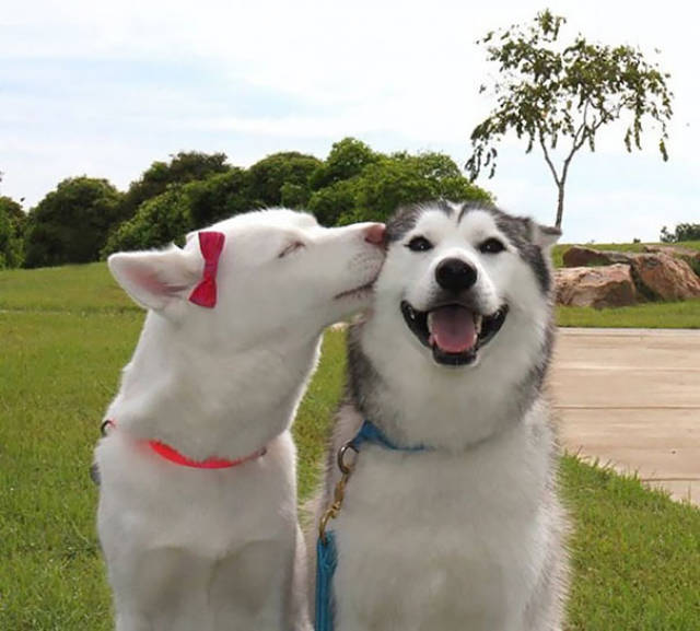 cute_smiling_animals_is_the_best_way_to_jump_start_your_day_640_34.jpg