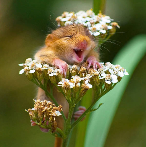 cute_smiling_animals_is_the_best_way_to_jump_start_your_day_640_25.jpg