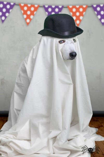 cool_dog_costume_ideas_for_halloween_640_54.jpg