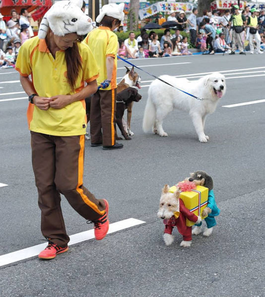 cool_dog_costume_ideas_for_halloween_640_30.jpg