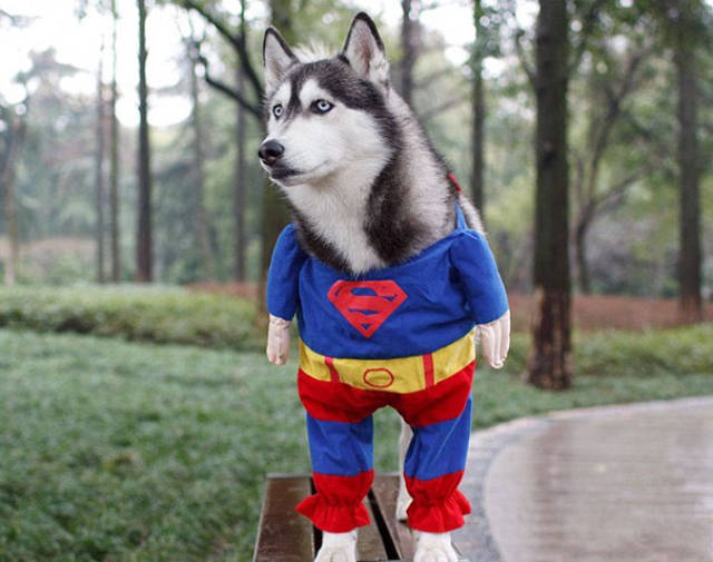 cool_dog_costume_ideas_for_halloween_640_29.jpg