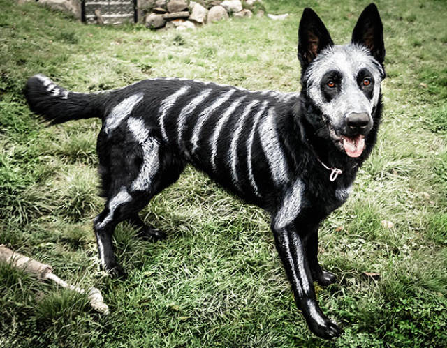 cool_dog_costume_ideas_for_halloween_640_18.jpg