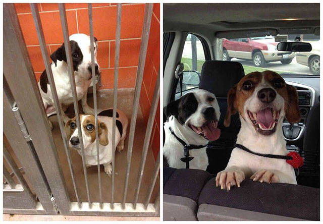 how_adoption_influences_lives_of_dogs_640_04.jpg