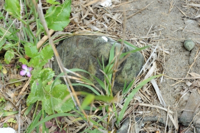 ojisan