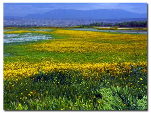 wildflowers258666993.jpg