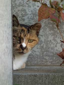 かま猫2