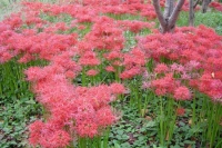 周りは地域の人の手で植えられたヒガンバナで一杯です。