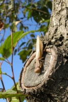 日向ぼっこしているカマキリ