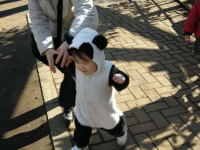 家内に付き添われマイペースの子パンダ?