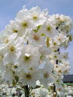 農家の方が受粉作業をしていた、白い花が満開の梨畑。