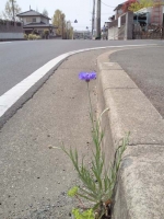 道路縁石のスキマから花を咲かせている。