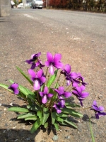 道路に僅かなスキマでもあるのかスミレが見事な株となって花を咲かせています。