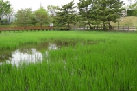 池の中央にはコガモが鳴いています。