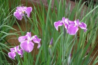 雨に濡れながら咲く花菖蒲は綺麗です。