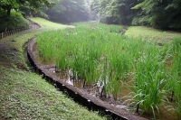明治神宮の花菖蒲はまだ咲き初めでした。