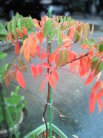 鉢植えの綺麗な紅葉。