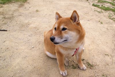 座って おねだり顔
