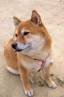 はなちゃん こんな所では 何も もらえないよ