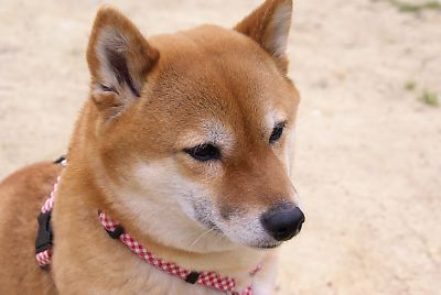 なんやぁ 〜 くれへん