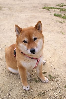 おやつくれるまで 動かないよ