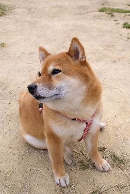 ねぇ 〜 おかあさん おやつを頂戴よぉ 〜