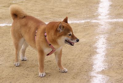 イヤダ ヨォ 〜 ん
