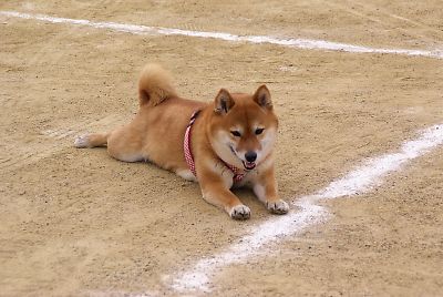 はなちゃんは ここが イイ