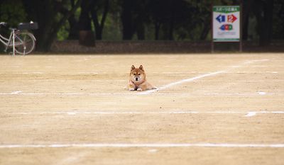 じっと おとうさんと おかあさんを 見る