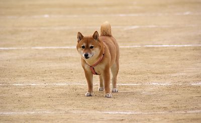 やっぱり ひとりは イヤ