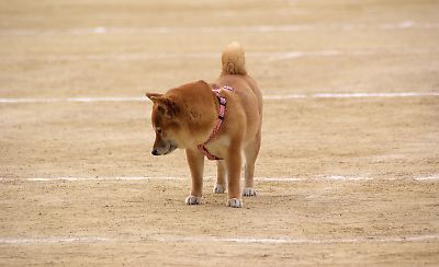 どう しようか ・・・・