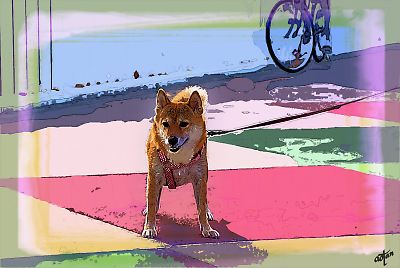 はなは やっぱり 柴犬や v(^o^)v