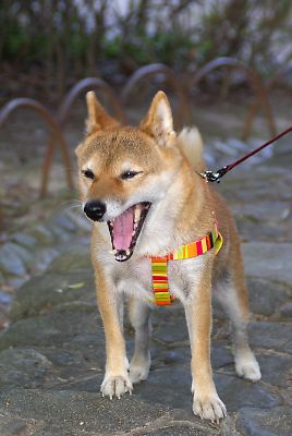 アクビの はなちゃんも カワイイわ 〜