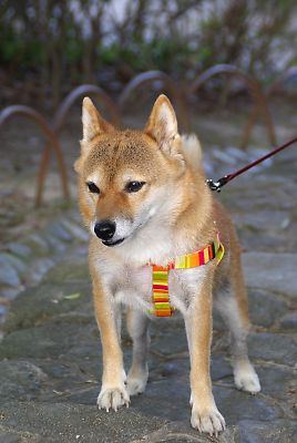 アクビじまいは 普通やんか ? あごが ずれない ?