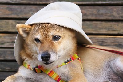 おかあさんの 帽子を あげる