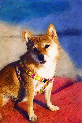 カワイイ顔で 向いてくれたんや (*^-^*)
