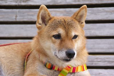 はなぁ カワイイで こっち向いて 〜