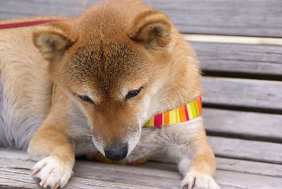 カメラは イヤダ 〜
