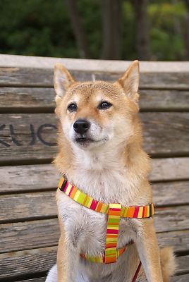 言うこと 聞いてるんやから おやつ 頂戴よ