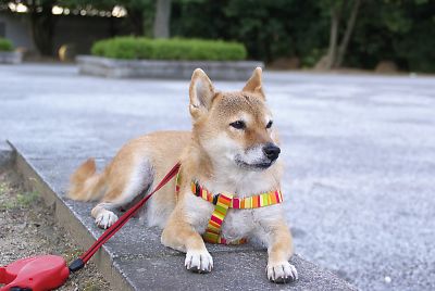 私 ここが いいわ 〜