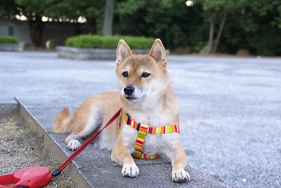 おかあさんが 手を ふってる ?
