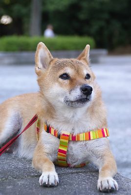 はなちゃん これ ・ これ