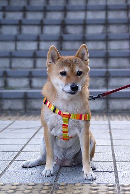 はなぁ お座りわぁ 〜
