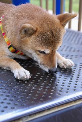 クンクン はなちゃん