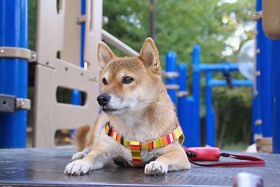 はなぁ 〜 こっち 向いてぇ 〜 な 〜