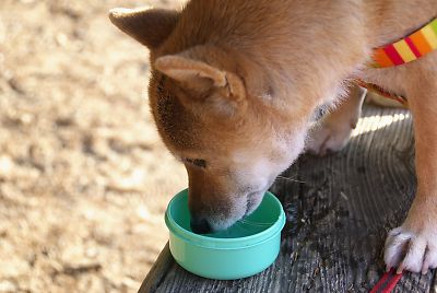 お水は おいしい ?