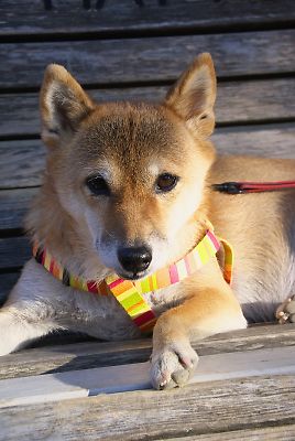 おかあさん エエで バッチリや