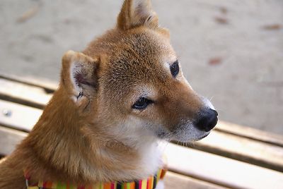 今度は はなちゃん 後ろやでぇ 〜