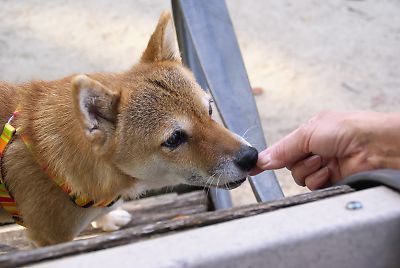 おすわりくん まず 一つね ・・・