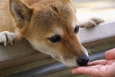 もっと ほしかったら ? こっちだよ
