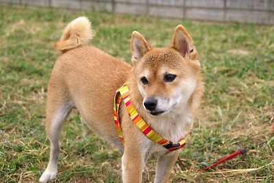 はなぁ 〜 これ なぁ 〜 に ?